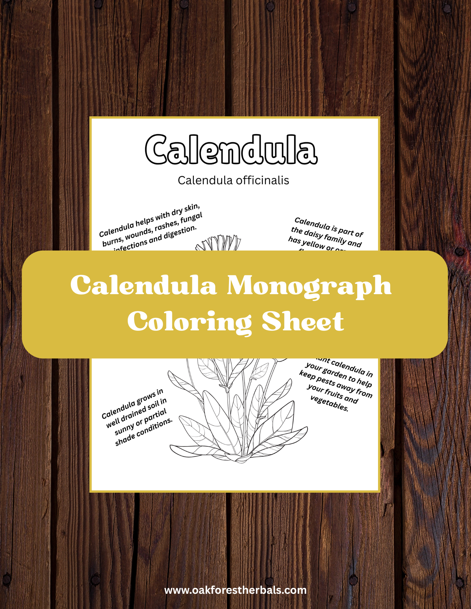 Calendula Coloring Sheet