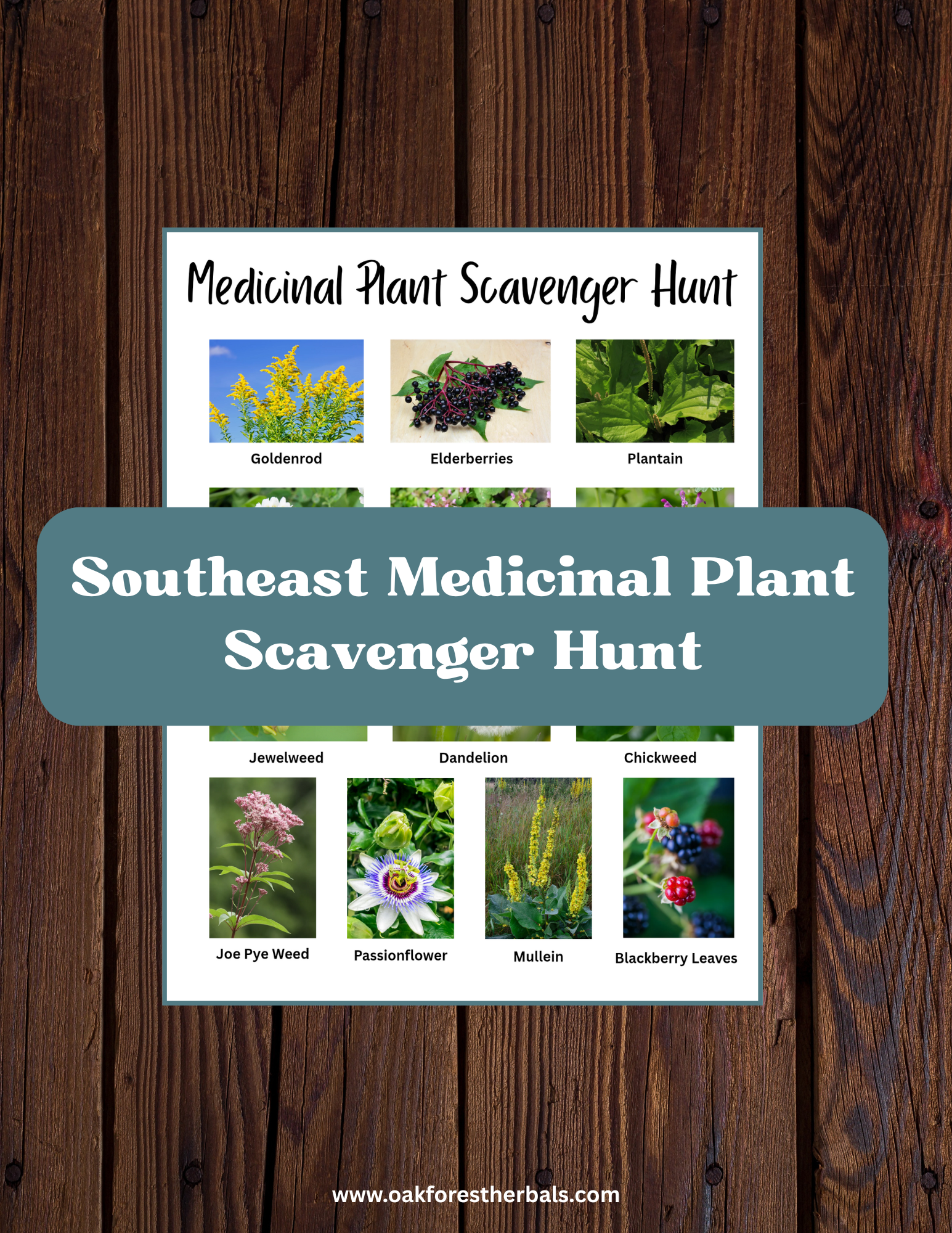 Southeast Medicinal Plant Scavenger Hunt